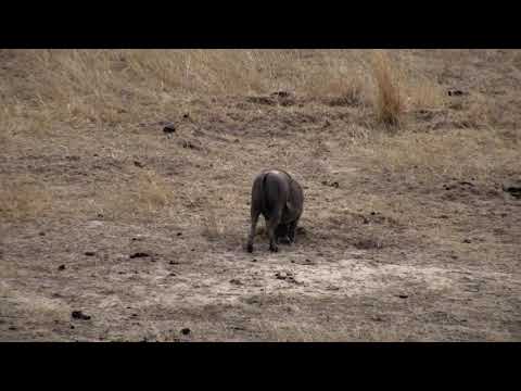 Djuma: Lone Warthog - 09:01 - 10/20/18