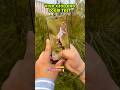 Vivo X200 Pro Camera Test 30X Zooming Vivo Vivox200pro Trending Shorts