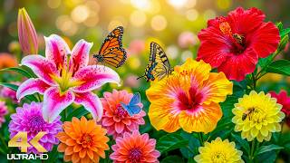 Colorful Flower Landscapes 4K 🌼 Morning Light & Soft Nature Sounds | R