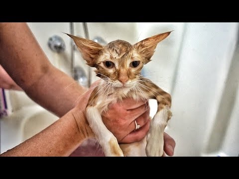 Paralyzed Kitten Finally Walks!!!