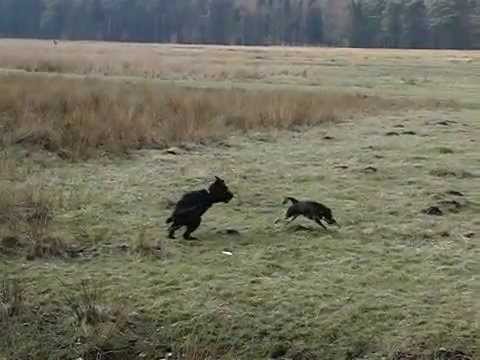 Young dog "Kimmy" play in slow motion (jumps and more...)