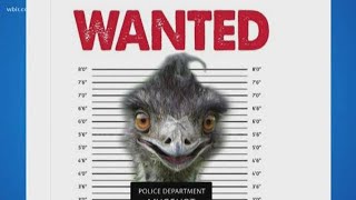 Eno the emu on the loose in North Carolina