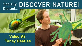 Tansy Beetles - Discover Nature #8