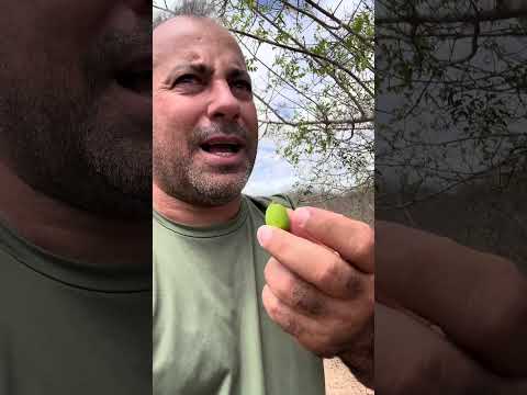 ￼￼￼￼￼REGIÃO DO TINGUI MUNICÍPIO DE CRAIBAS  ALAGOAS