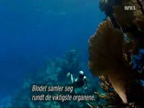 Tanya Streeter-No limits-Swimming With Whales-Norsk Subtitl.