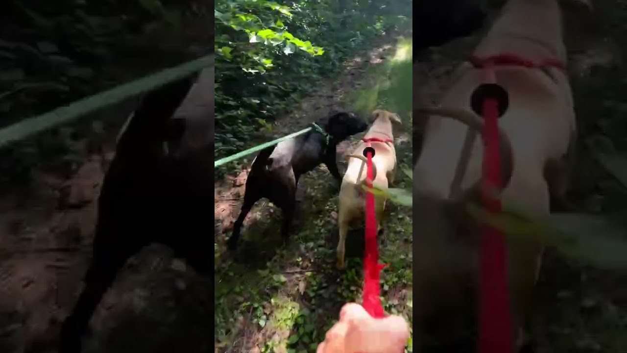 Pyro, a Adoptable Mixed Breed in Chattanooga, TN video 5/5