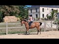 Mare Selle Français For sale 2019 Bay