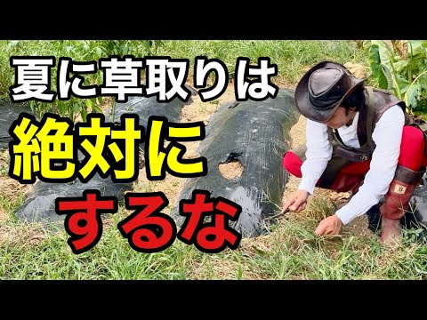 【雑草対策】夏にすぐに伸びる雑草は絶対とってはいけません【カーメン君】【草刈り】【鎌の選び方】【初心者】