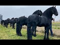 14 BEAUTIFUL HORSES ️ At Mr Florin S Home Frizi Horses In Vicovu De Sus