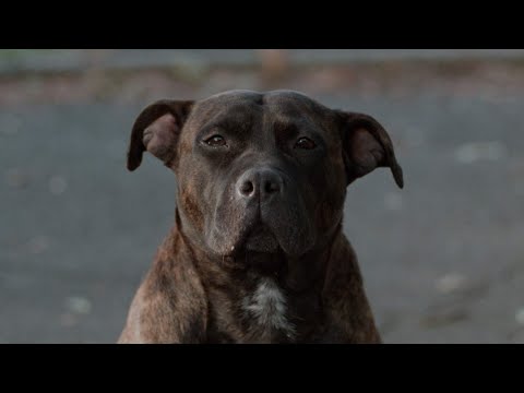 Пес-призрак: Путь самурая - Русский трейлер (1999)