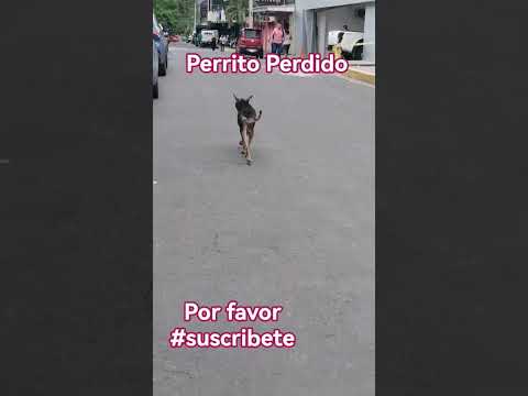 Perrito perdido en Candelaria de la frontera