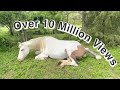 Episode 8 Moxie S First Foal American Paint Horse Giving Birth Maximum White Foal