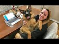 When a dog is the joy of your life 🤣 Funny Dog and Human