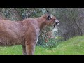 The Powerful Puma Screams