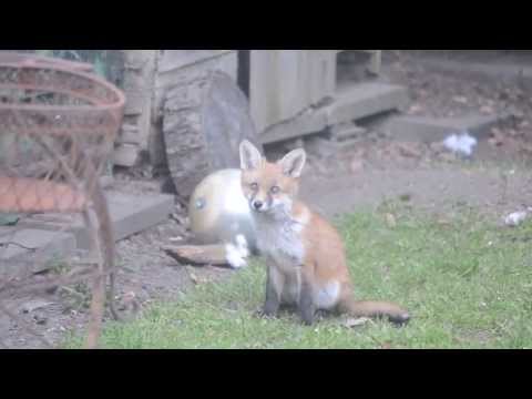 The Wild Fox Cubs - June 5th 2013