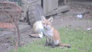 The Wild Fox Cubs - June 5th 2013