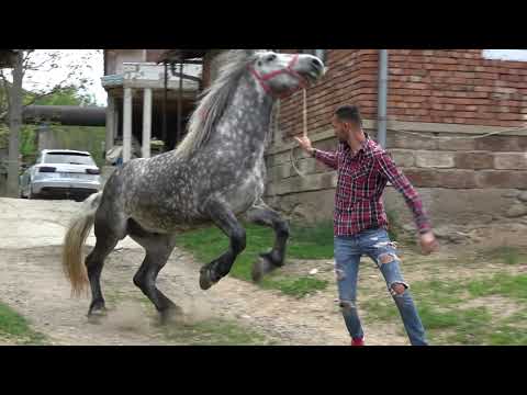 Armasarii lui Razvan de la Rusor, Hunedoara - Prezentare Armasari Friesieni si Sur - 2020 Nou!!!