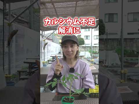 ブラックホールによるトマトの病気と害虫の治療方法