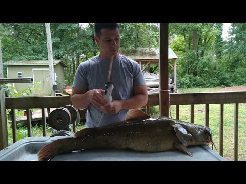 How to Fillet a Huge Catfish with an Electric Knife. (Flathead)