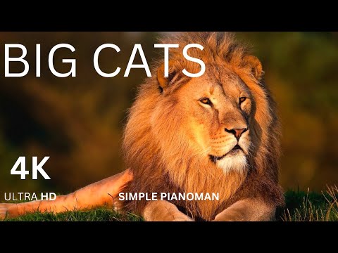 Big Cats 4K - Impressive Scenes of Big Cats In Wild Nature with Soothing Piano Music (ULTRA HD)