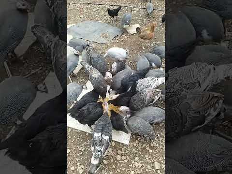 Natural guinea fowl chicken