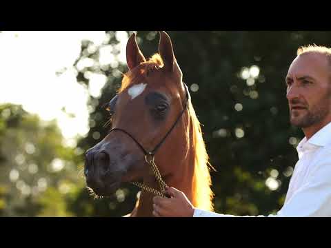 FLAMENCA AS - (Sereno AS x Enigma AS), 2022 Filly