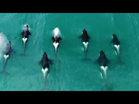 Released Orca Thriving in the Wild