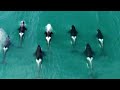 Orca Released From Captivity Thrives In The Wild Behind The Scenes Of Frozen Planet II BBC Earth
