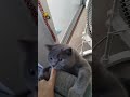 Cat Bites My Finger