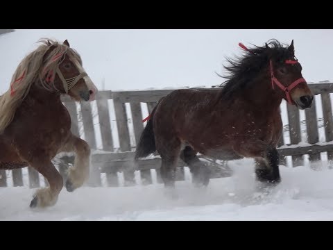Armasarii lui Sorin de la Marisel, Cluj - 2019 Nou !!!