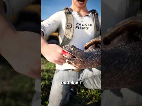 Snapping Turtles Never Let Go 😳