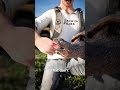 Snapping Turtles Never Let Go 😳