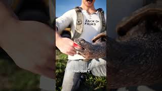 Snapping Turtles Never Let Go 😳