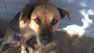 Back Scratching My pets Jocee, Brownie, Jerry lee & Cleo