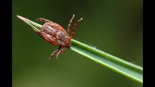 Asa se indeparteaza corect capul capusei din piele!