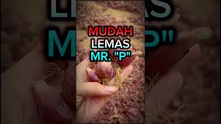 Download lagu Anu Mu Lemah?? #obatkuatalami #obatkuatpria #bawangmerah #manfaatbawang #tanamanobat #tanamanherbal mp3