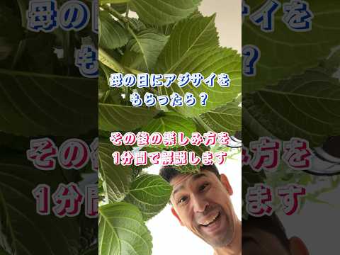アジサイの葉が赤くなる理由 秋の水やり アジサイのお手入れの間違い