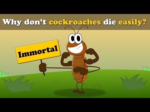 Why don't cockroaches die easily? + more videos | #aumsum #kids #science #education #children