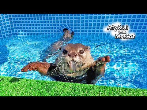 Otters with the Finest Loach [Otter Life Day 799]