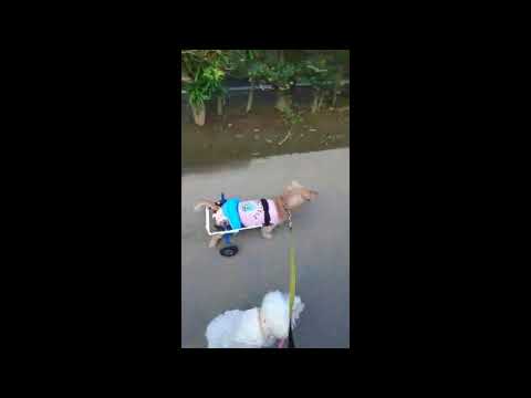 ミニチュアダックスのりんちゃんが犬用車椅子に乗っている動画２