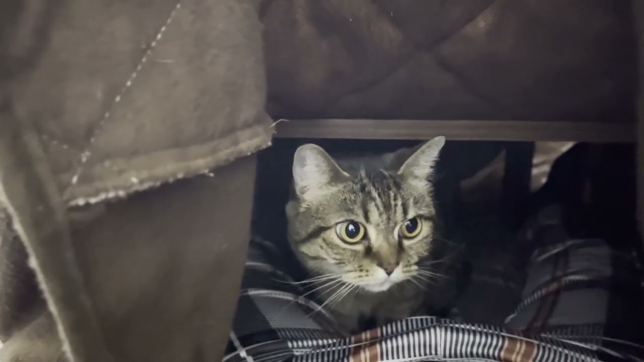 こたつの住猫【くーたの部屋】stanza del gatto