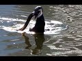 Cormorant Versus Eel The Battle Of Camden Lock In Front Of A Live Wetherspoons Audience