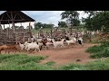 Partitioning of goats at my farm Ham Animal's breeding farm Uganda by hamiisi semanda +256773343283