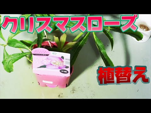 園芸 レンテンローズ、オリエンタルヘレボルス