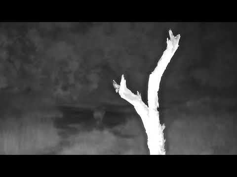 Djuma: Lone Hyena walking up the road - 00:56 - 04/10/2022