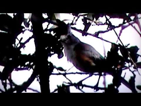 Black Crested Titmouse displaying.