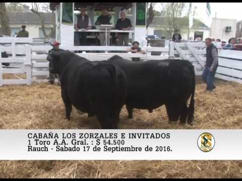 17-09-16 Venta de Toros A.A. Grales. - Cabaña Los Zorzales e Invitados - Rauch.