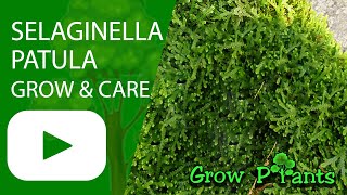 Selaginella patula - grow & care (Spikemoss)