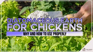 Diatomaceous Earth For Chickens: Why and How To Use Properly