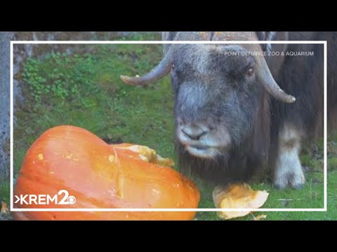 Western Washington muskox enjoys giant pumpkin - YouTube